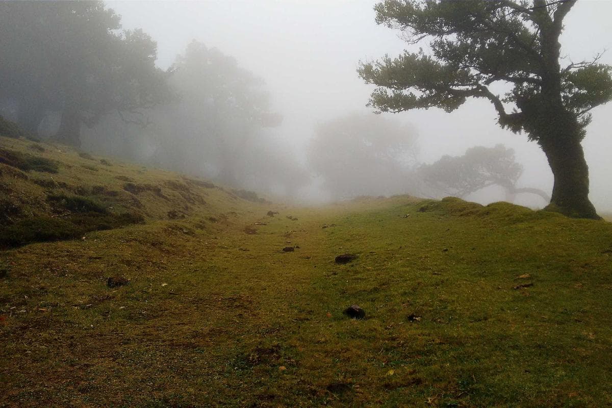 Kiến thức chăm sóc sen đá số 15